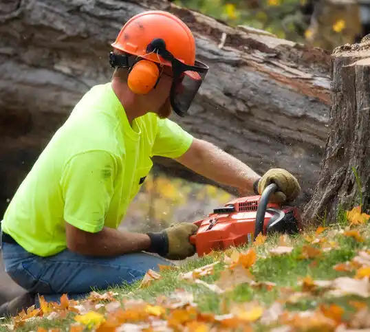 tree services Rawls Springs